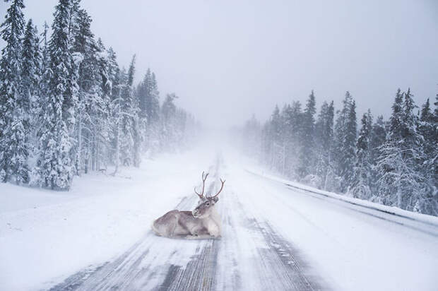 Finnish Lapland Winter Photography