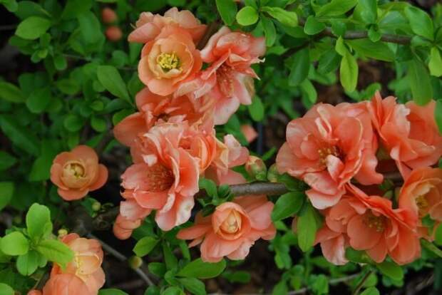 Махровые цветки есть у персиково-цветкового хеномелеса «Камео» (’Cameo’). © nurcar    