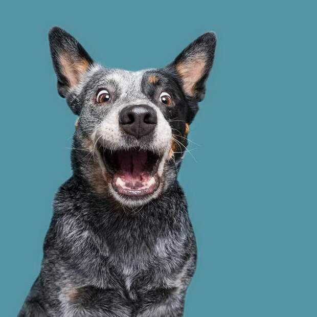 Такие разные характеры собак: фотопроект Elke Vogelsang Такие разные характеры собак: фотопроект Elke Vogelsang