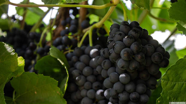 Ученые предложили защищать виноградники от заморозков вентиляторами