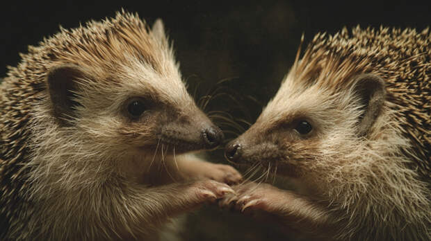 «Э, братва, завязывайте»: водитель в Дагестане разнимал дерущихся ежей