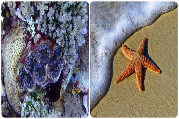 Несколько клеток соединились, и образовалась морская губка. Насколько мы можем судить, морские губки, вероятно, были вторым многоклеточным организмом. От губки произошло всё, даже мы.