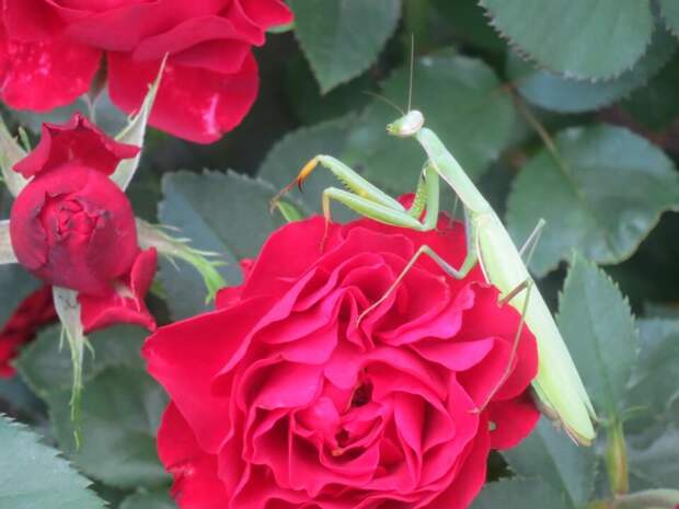 Розы нравятся даже богомолам. Фото автора