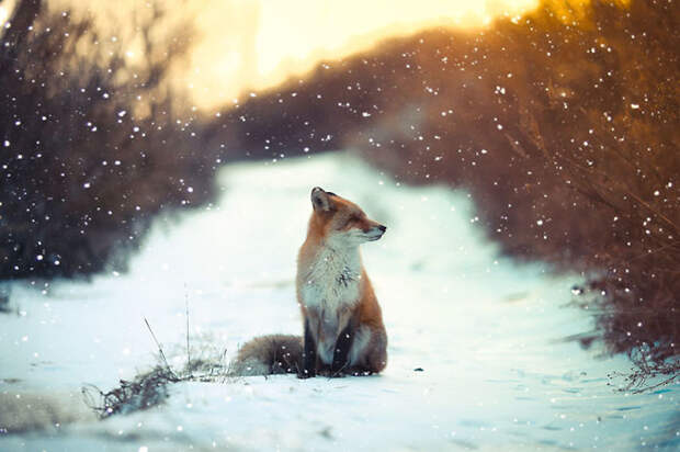 Winter Fox Photography