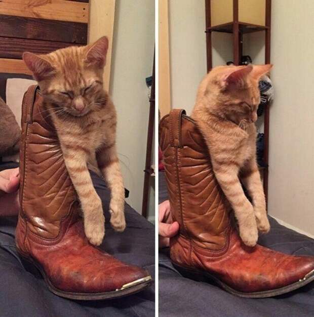 Котики, которые заснули в самых странных позах