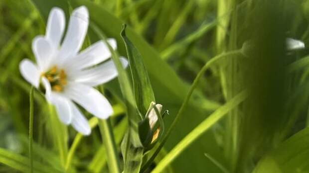 Весна зазеленела. Лучшие фотографии от читателей блога