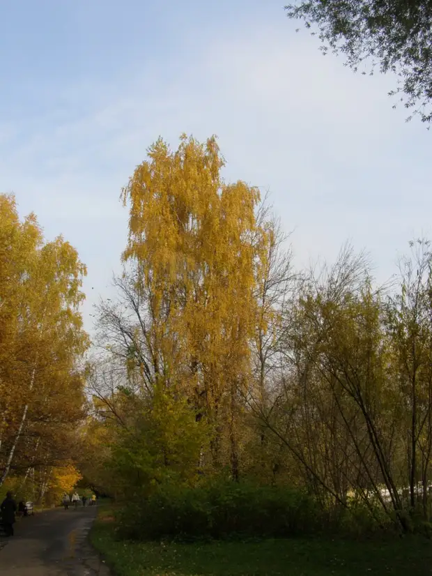 Прогулки по Москве. Осень в Ботаническом саду.