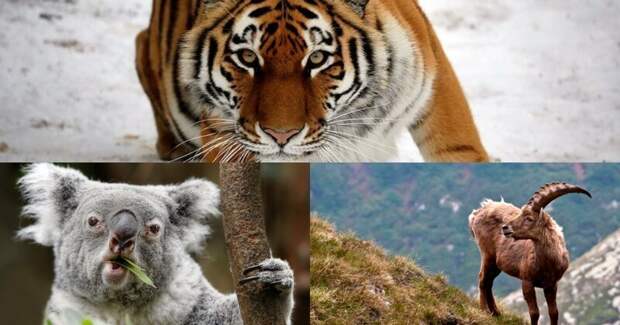 Животные, которых мы потеряли и которых удалось спасти Браконьеры, животные, коала, носорог, охота, тигр, человек, экология