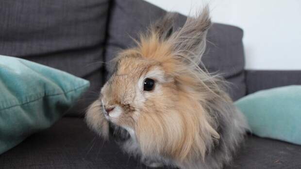 Мужчина из мести ногами убил 23 кролика-"великана» в Оренбуржье