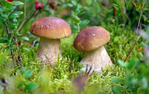 Топ-10 популярных съедобных грибов: фото и описание