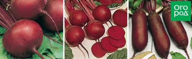 Одноростковая, Салатная, Цилиндра