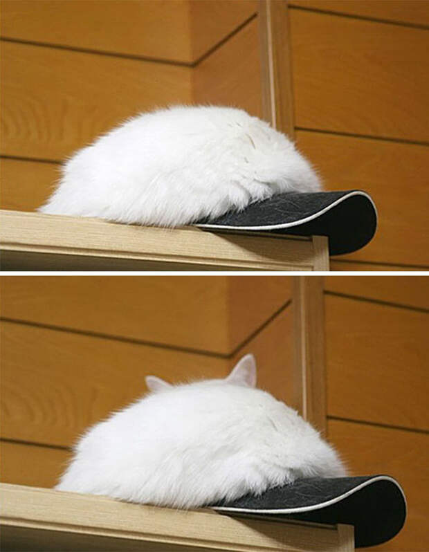find-hidden-cat-camouflage-hide-and-seek-catouflage-113-58369bef92ab0__605