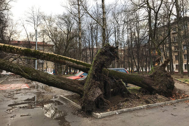 Дерево в Москве придавило беглого преступника с Украины