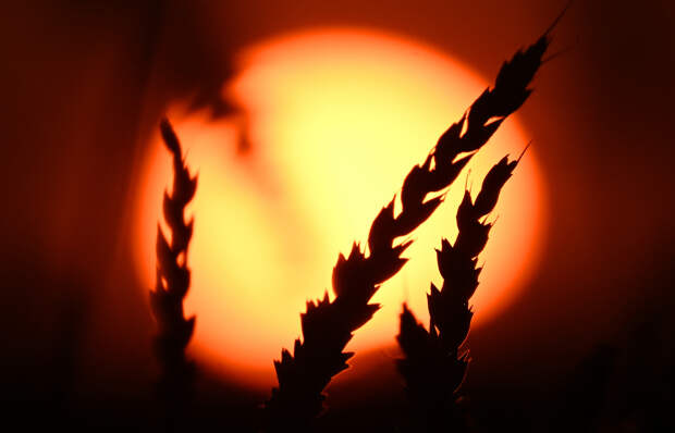 Два десятка стран отказались от российской пшеницы