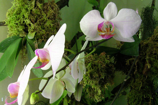 Где лучше всего разместить орхидеи - советы опытного садовода