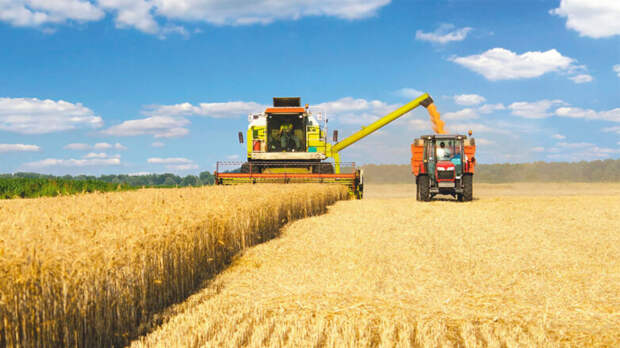 Урожайность зерновых в России в этом году выросла – Минсельхоз