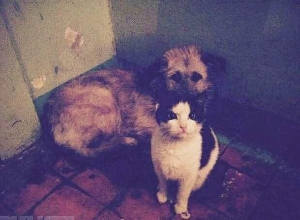 Кошка, взявшая шефство над собакой в Таганроге  дружба, животные, кошка, собака