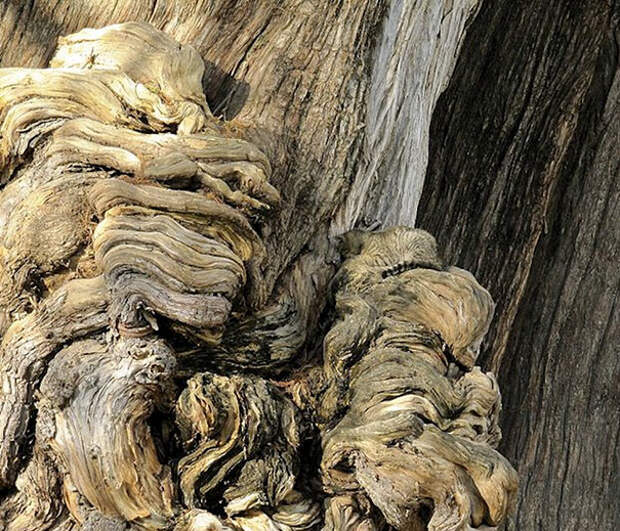 find-hidden-cat-camouflage-hide-and-seek-catouflage-150