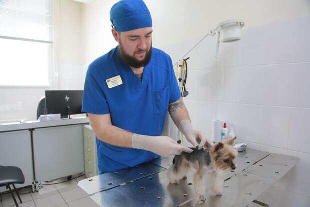 По десяти адресам в САО бесплатно привьют питомцев от бешенства