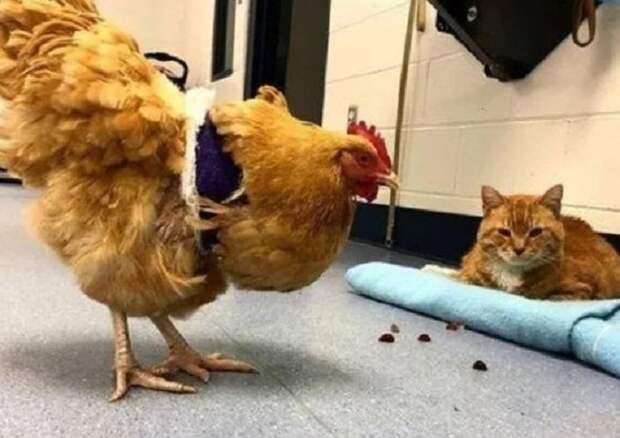 Курица в больнице Курица и кот