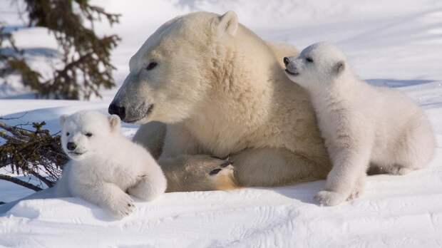 Международный день полярного медведя - интересные факты