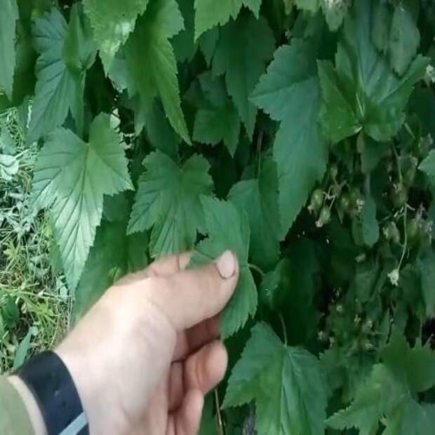 Тля не появится ни на розах, ни на смородине. Используйте нашатырный спирт