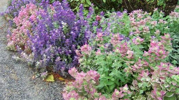 Salvia  viridis
