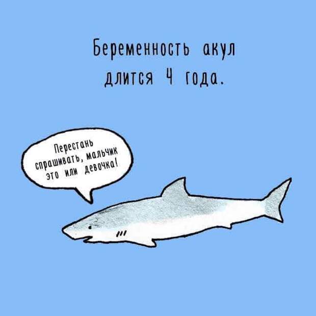 акула