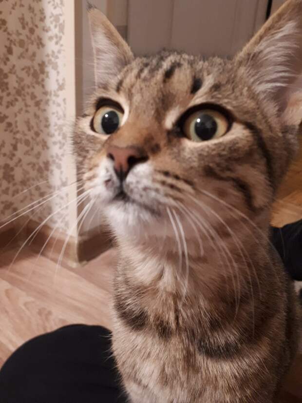 Кошки бывают очень выразительны и эмоциональны! Кошки бывают очень выразительны и эмоциональны!