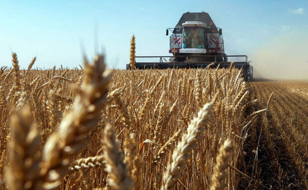 Рекордный урожай зерна в России: таможенные пошлины лишают аграриев дохода