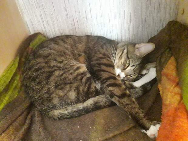 4. «Котя за автомат» добро, доброта, животные, люди, милота