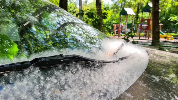 «Заранее посетите врача»: как подготовиться к началу сезона аллергии на пыльцу деревьев