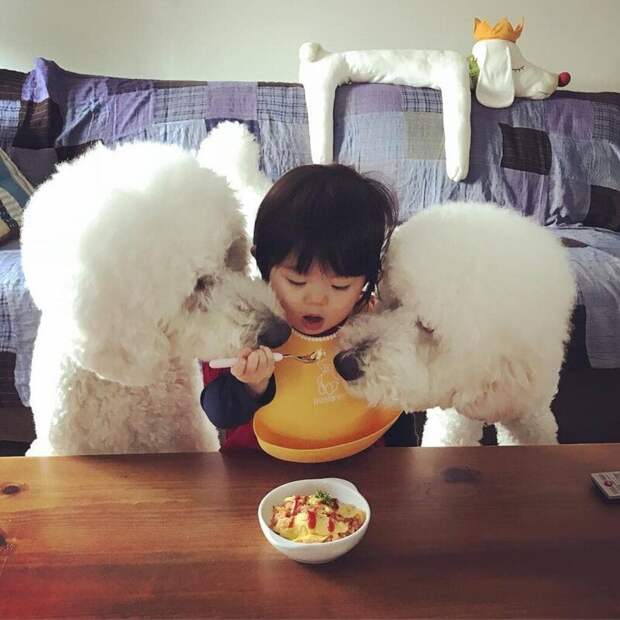 Японская девочка дружит с тремя пуделями, и их Инстаграм — милота и пушистость в тройном масштабе Instagram, в мире, животные, люди, милота, пудель, ребенок, собака