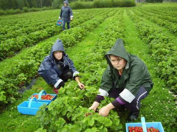 Здобулы: Украинцы пашут в Европе по 12 часов в грязи и за копейки | Русская весна