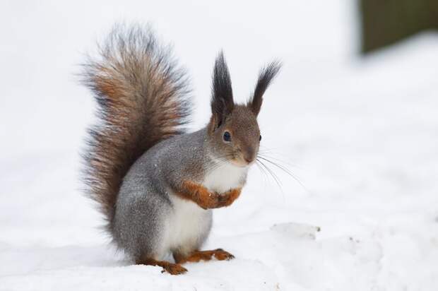 В экоцентре в Куркине расскажут про белок, зайцев и тайную жизнь снега