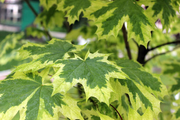 Клен остролистный "Друммонди" - Acer platanoides 'Drummondii'. Фото: Сарапулов / Wikimedia Commons