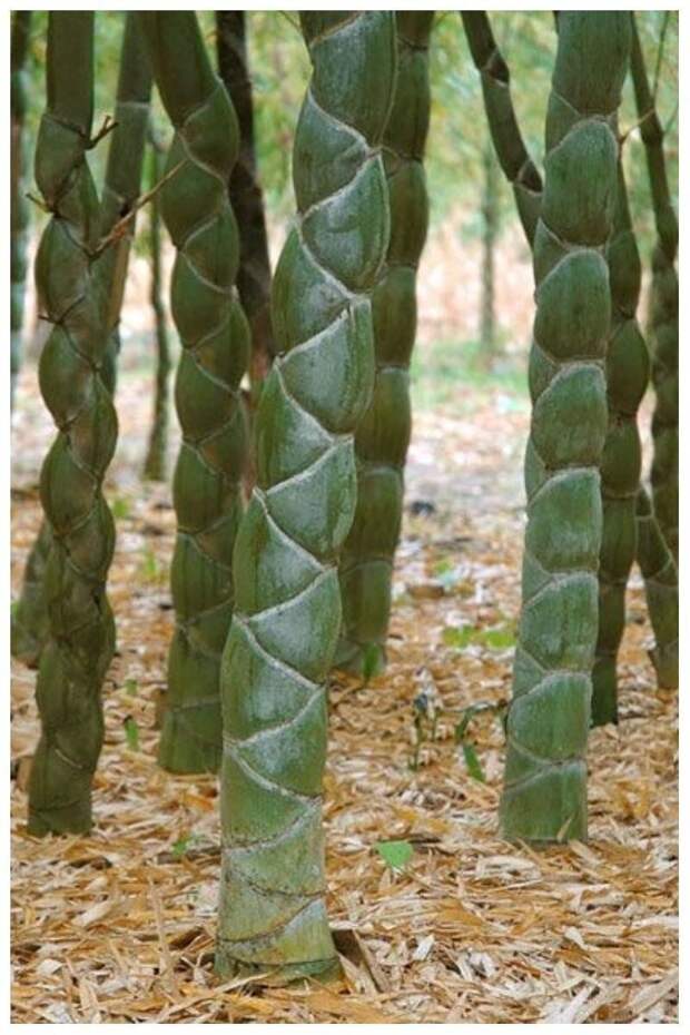 Phyllostachys edulis, бамбук Мозо или бамбуковый панцирь черепахи, или Мао Чжу, или Листокостник съедобный Phyllostachys edulis, бамбук Мозо или бамбуковый панцирь черепахи, или Мао Чжу, или Листокостник съедобный