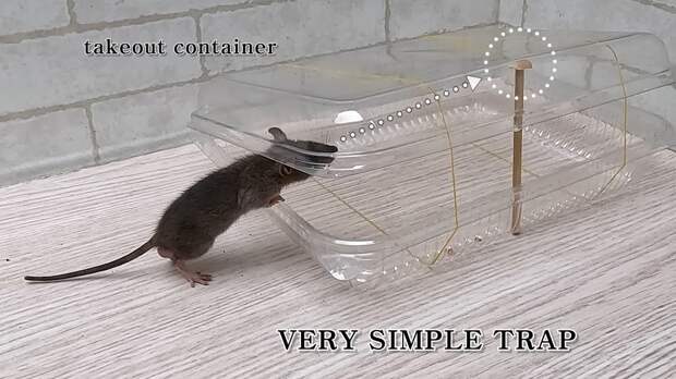 Very simple mouse/rat trap