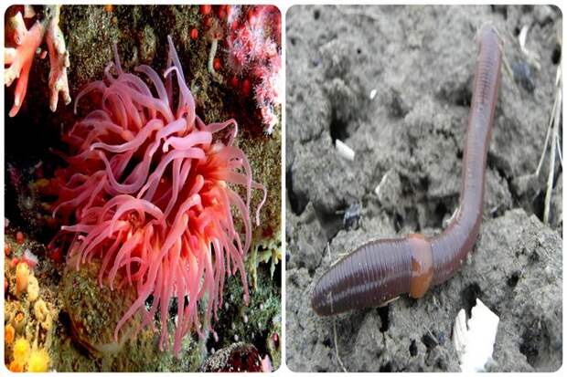 Что может сделать существо без мозгов?