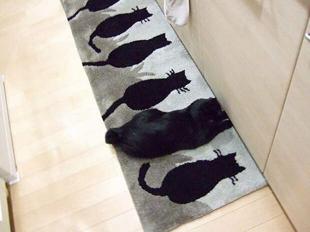 find-hidden-cat-camouflage-hide-and-seek-catouflage-114-58369cbb26709__605
