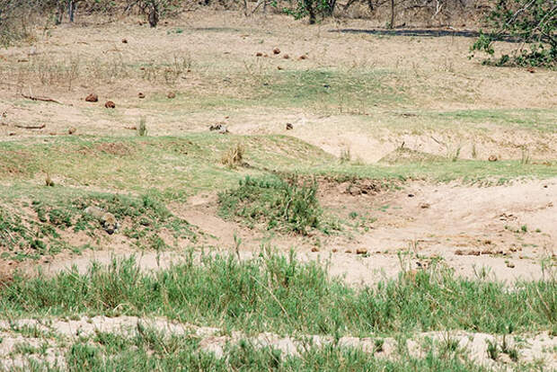 find-hidden-cat-camouflage-hide-and-seek-catouflage-198