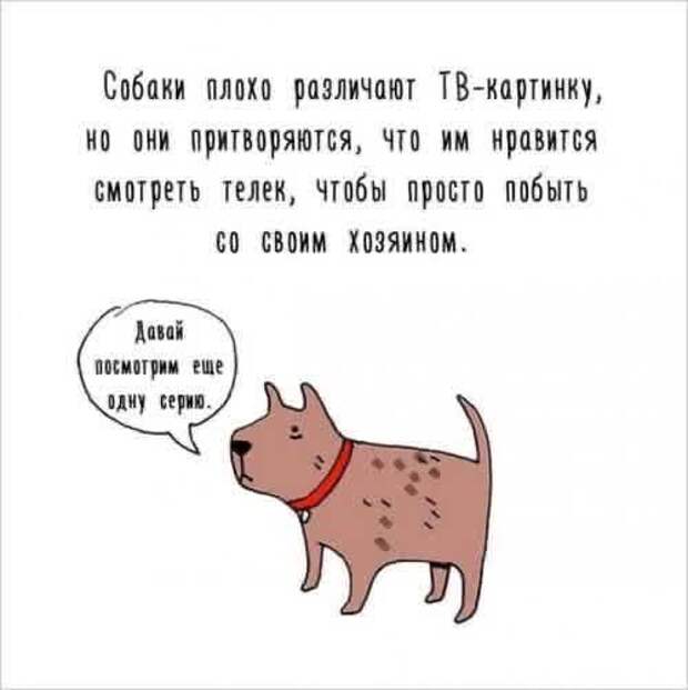 собака