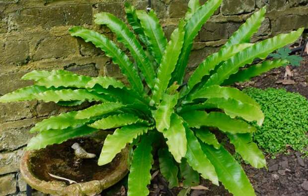 Комнатное растение Асплениум (Asplenium)