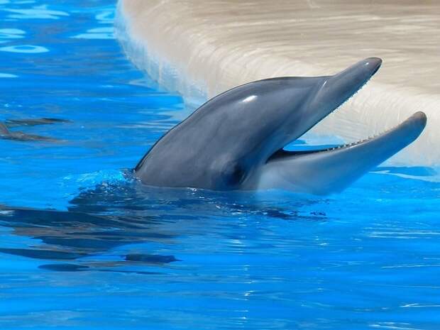 bottlenose-dolphin-dolphin-tooth-mouth-50720