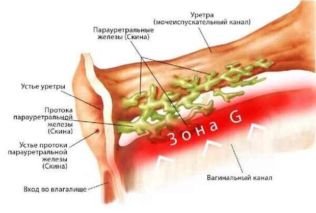 ЖЕЛЕЗЫ СКИНА