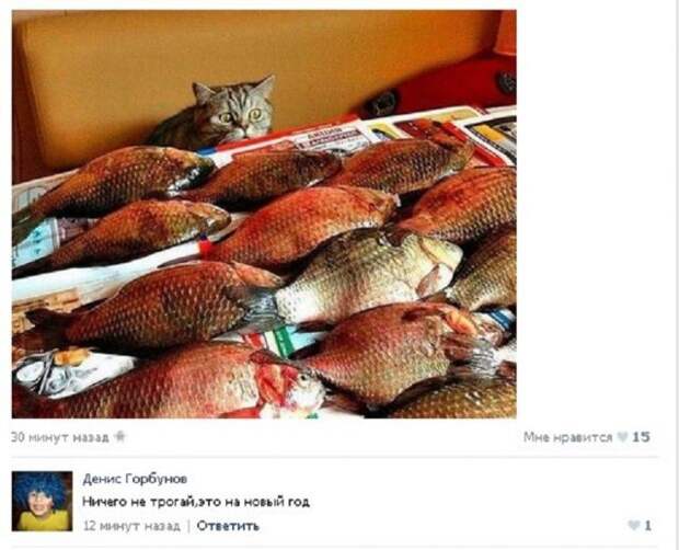Кис-кис-кис Кис-кис-кис животные, коты, юмор