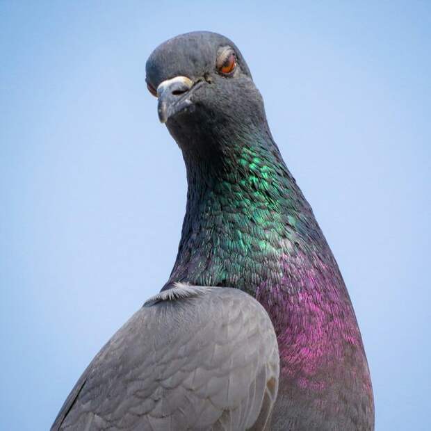 Внутреннее ухо для магнитного поля