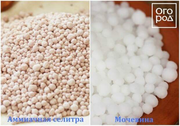 аммиачная селитра, карбамид, мочевина