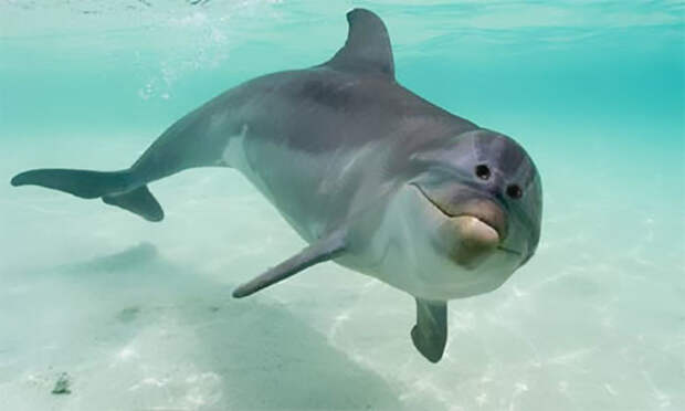 Дельфин глаза, животные, фотошоп
