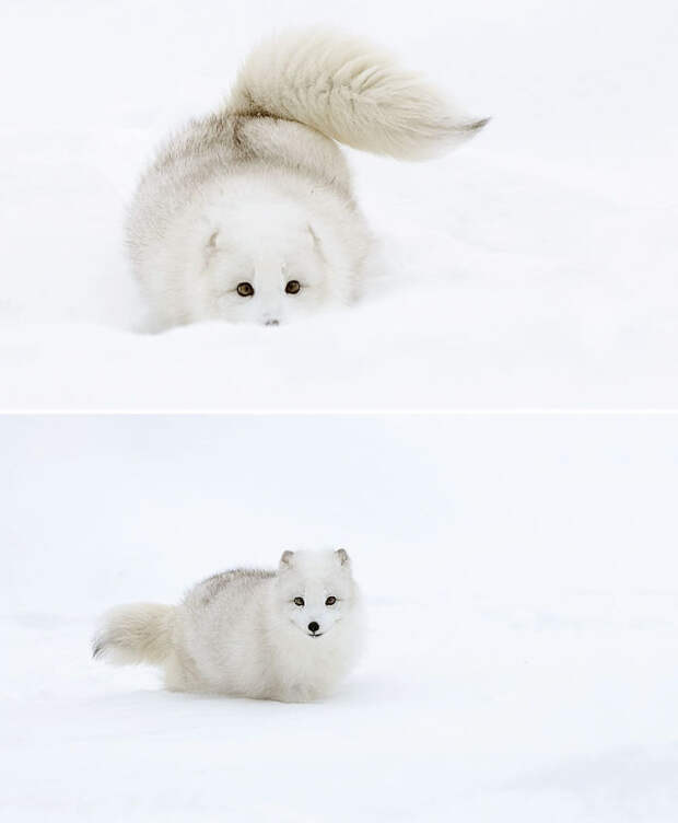 Winter Fox Photography